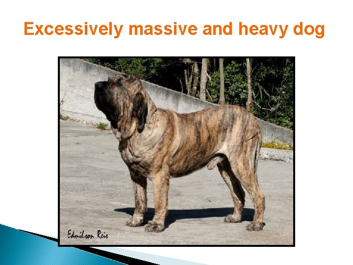 Excessively massive and heavy dog 