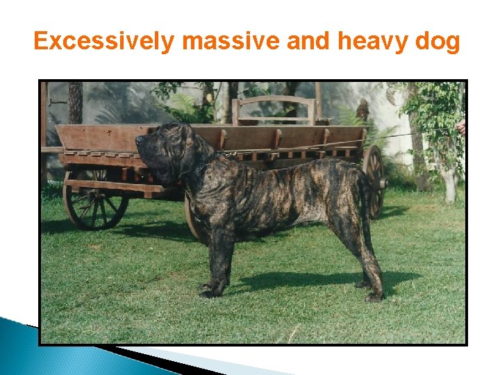 Excessively massive and heavy dog 