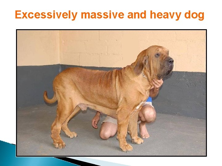 Excessively massive and heavy dog 