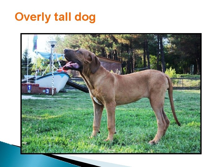 Overly tall dog 