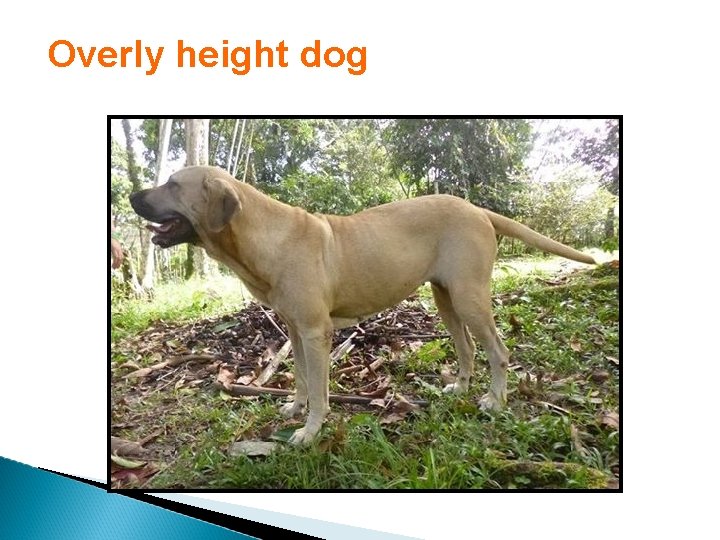 Overly height dog 