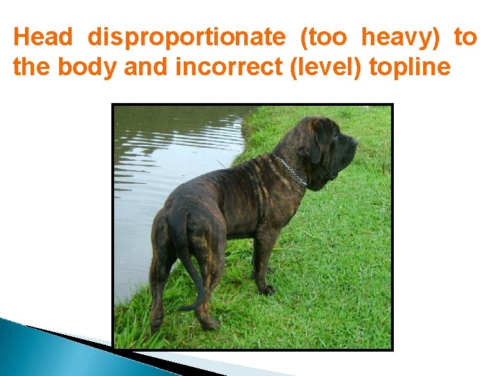 Head disproportionate (too heavy) to the body and incorrect (level) topline 