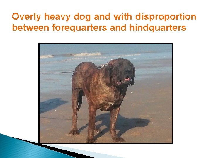 Overly heavy dog and with disproportion between forequarters and hindquarters 