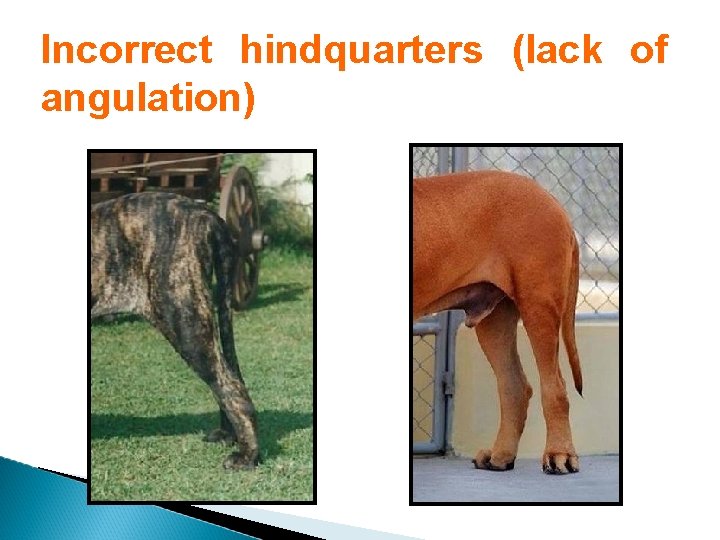 Incorrect hindquarters (lack of angulation) 