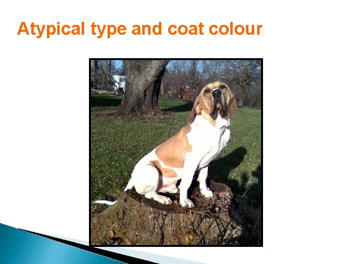 Atypical type and coat colour 