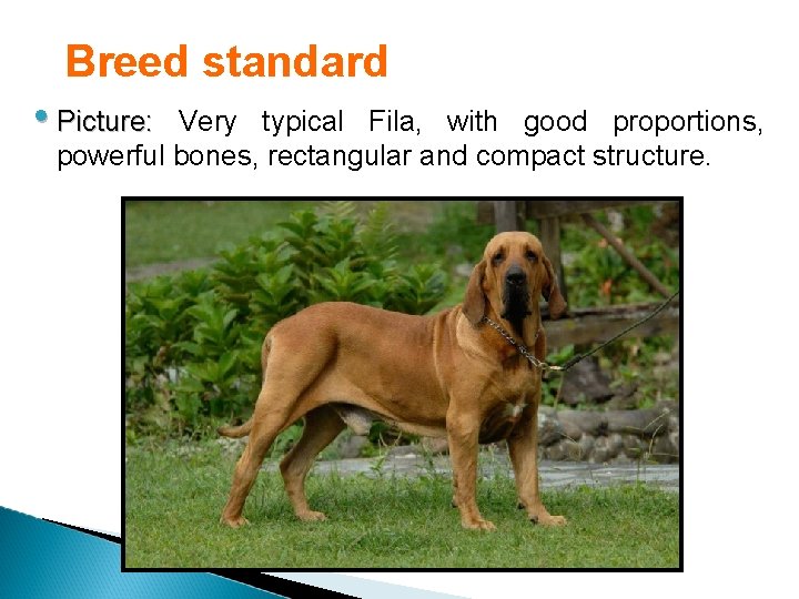 Breed standard • Picture: Very typical Fila, with good proportions, powerful bones, rectangular and