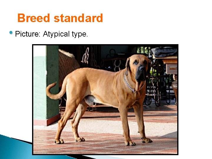 Breed standard • Picture: Atypical type. 