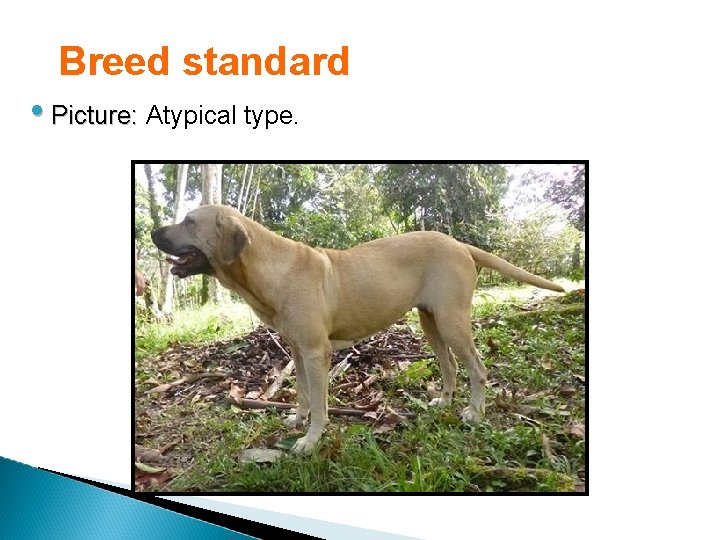 Breed standard • Picture: Atypical type. 