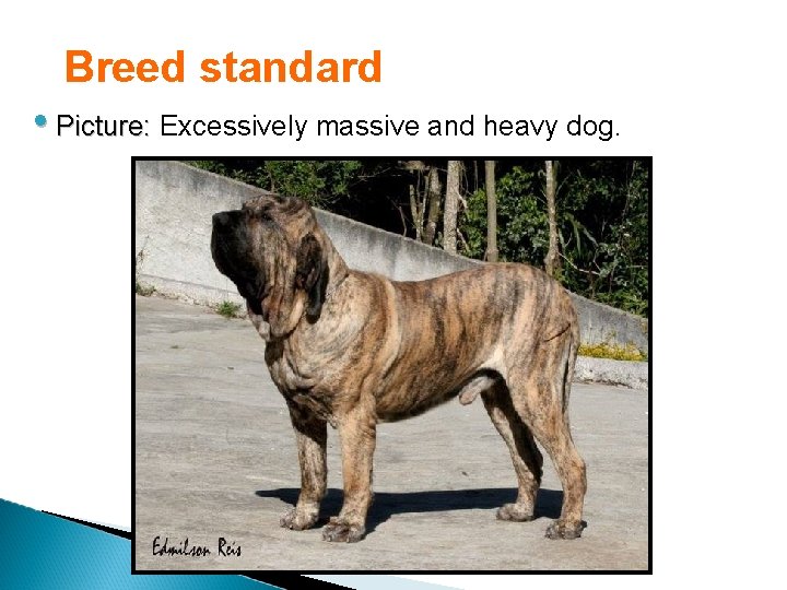 Breed standard • Picture: Excessively massive and heavy dog. 