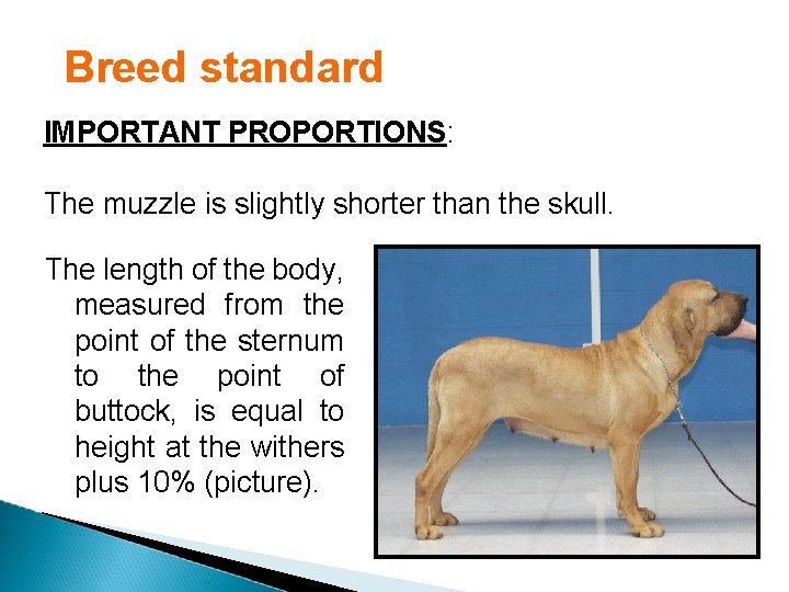 Breed standard IMPORTANT PROPORTIONS: The muzzle is slightly shorter than the skull. The length