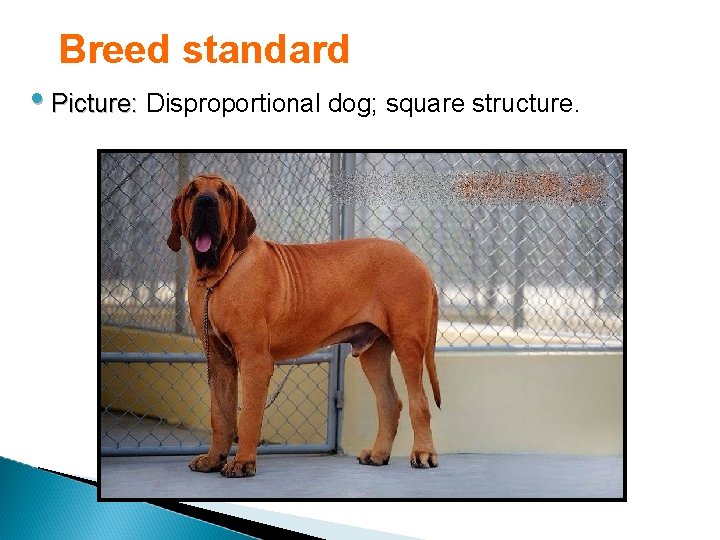 Breed standard • Picture: Disproportional dog; square structure. 