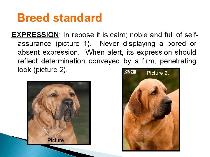 Breed standard EXPRESSION: In repose it is calm; noble and full of selfassurance (picture