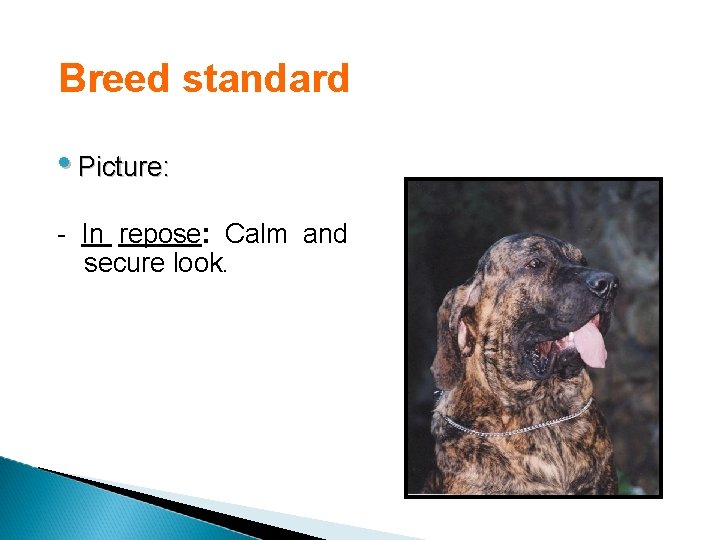 Breed standard • Picture: - In repose: Calm and secure look. 