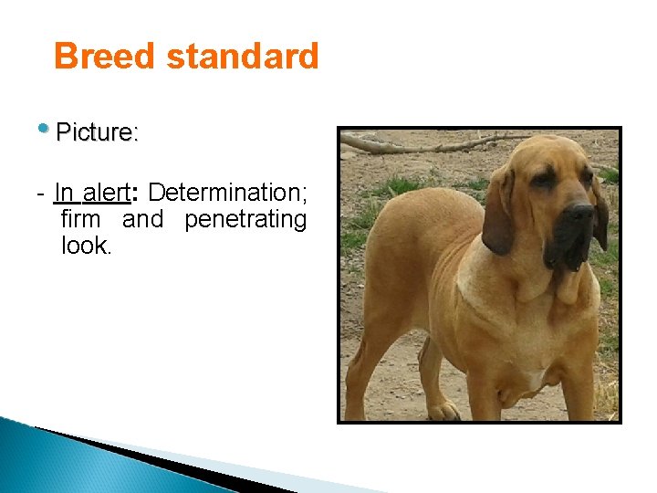 Breed standard • Picture: - In alert: Determination; firm and penetrating look. 
