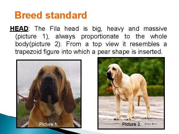 Breed standard HEAD: The Fila head is big, heavy and massive (picture 1), always