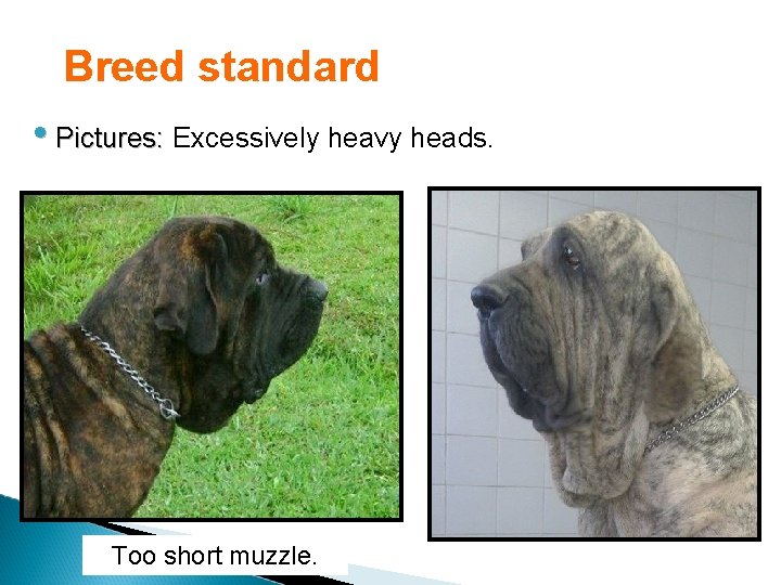 Breed standard • Pictures: Excessively heavy heads. Too short muzzle. 