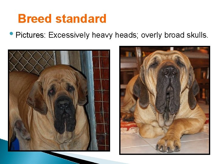 Breed standard • Pictures: Excessively heavy heads; overly broad skulls. 