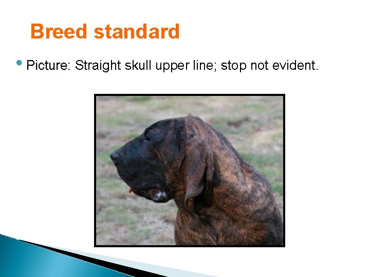 Breed standard • Picture: Straight skull upper line; stop not evident. 