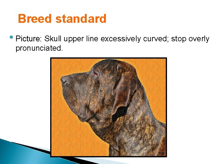 Breed standard • Picture: Skull upper line excessively curved; stop overly pronunciated. 