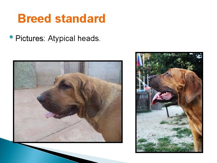 Breed standard • Pictures: Atypical heads. Picture 2. 