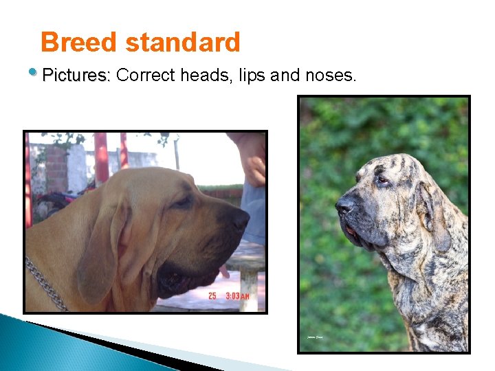 Breed standard • Pictures: Correct heads, lips and noses. 