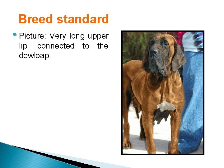 Breed standard • Picture: Very long upper lip, connected to the dewloap. 