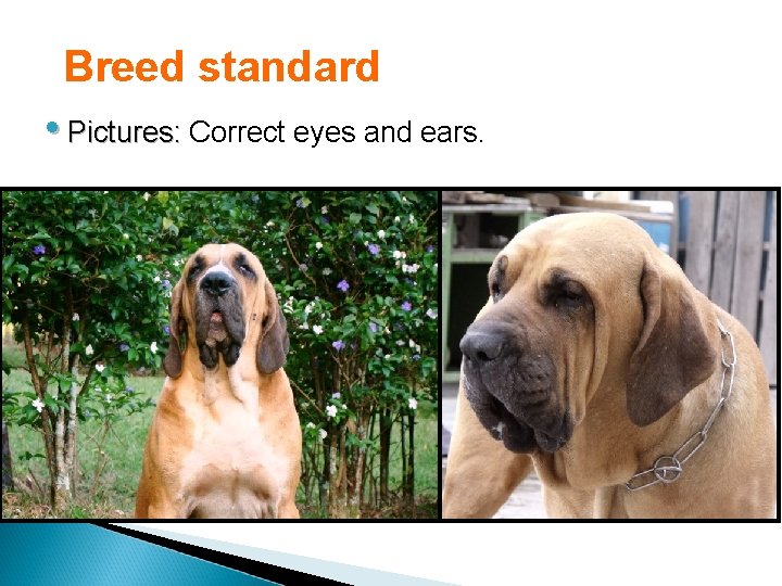 Breed standard • Pictures: Correct eyes and ears. 