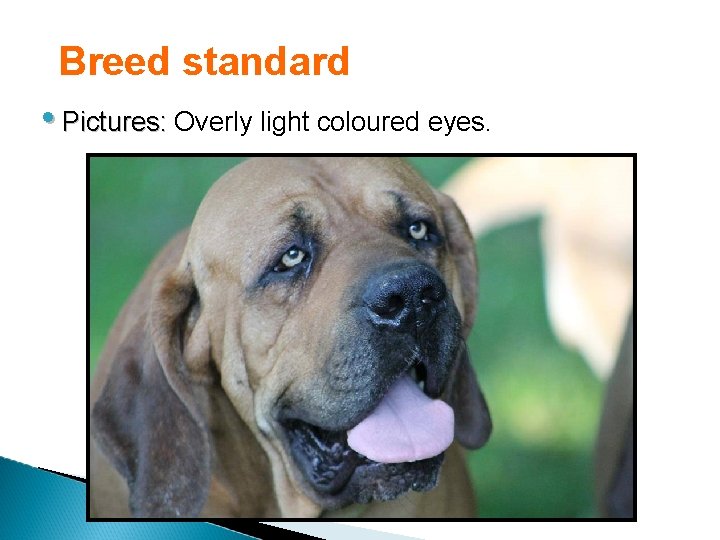 Breed standard • Pictures: Overly light coloured eyes. 