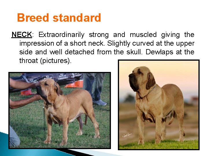 Breed standard NECK: Extraordinarily strong and muscled giving the impression of a short neck.