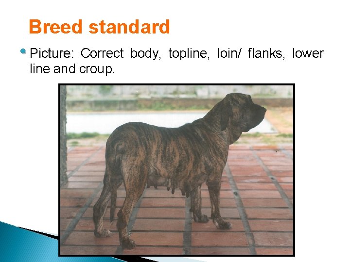 Breed standard • Picture: Correct line and croup. body, topline, loin/ flanks, lower 