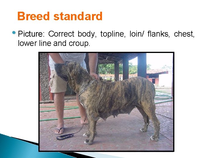 Breed standard • Picture: Correct body, topline, loin/ flanks, chest, lower line and croup.