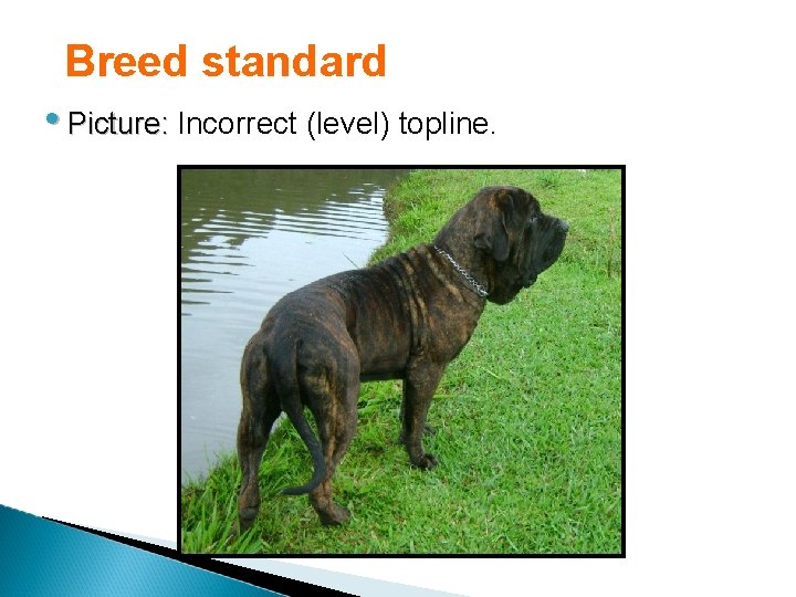 Breed standard • Picture: Incorrect (level) topline. 