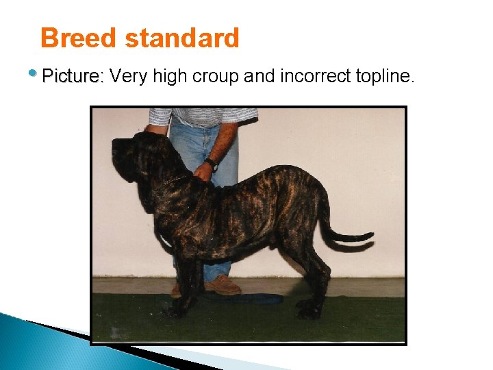Breed standard • Picture: Very high croup and incorrect topline. 