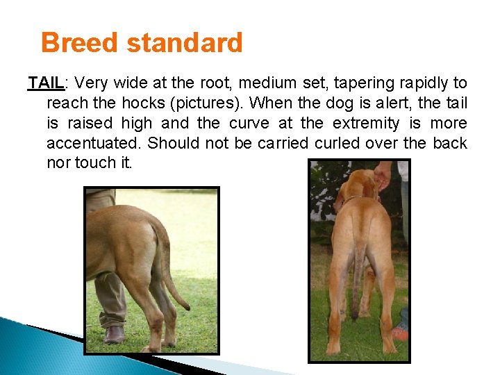 Breed standard TAIL: Very wide at the root, medium set, tapering rapidly to reach