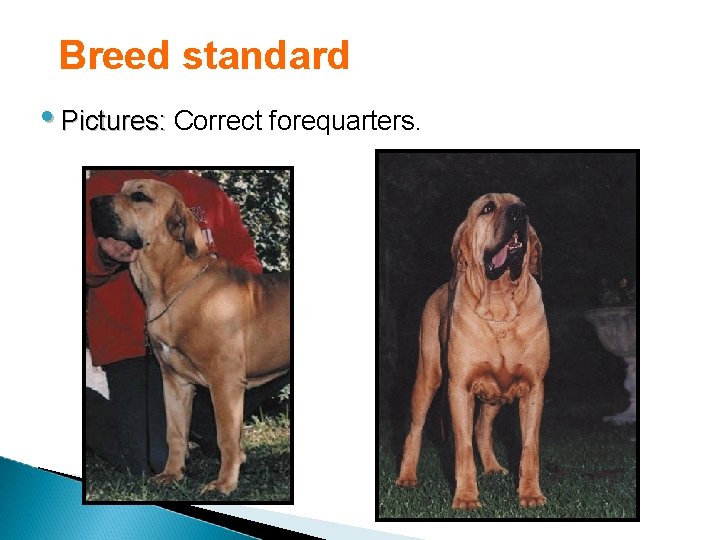 Breed standard • Pictures: Correct forequarters. 