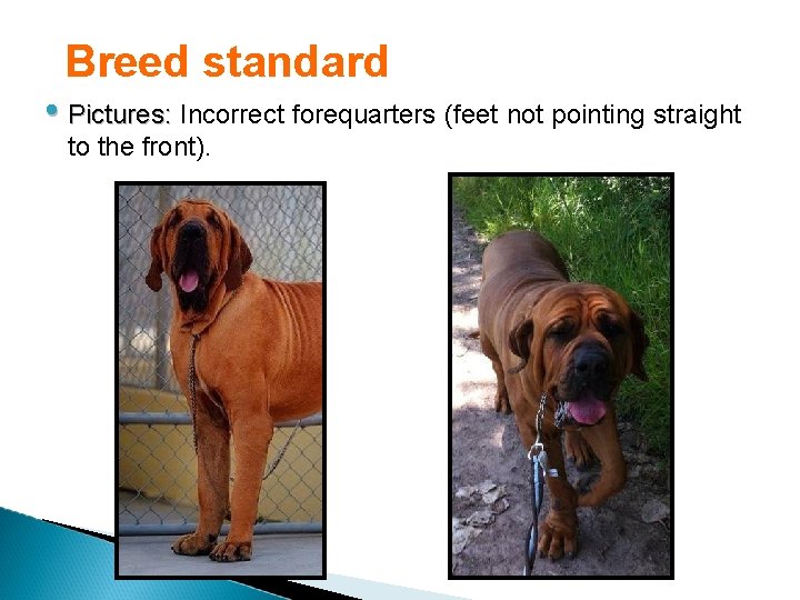 Breed standard • Pictures: Incorrect forequarters (feet not pointing straight to the front). 