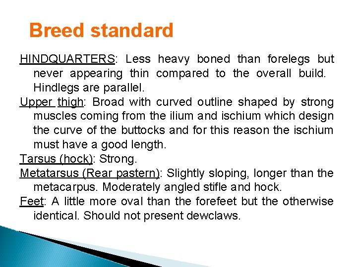 Breed standard HINDQUARTERS: Less heavy boned than forelegs but never appearing thin compared to