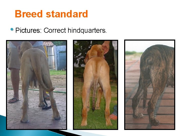 Breed standard • Pictures: Correct hindquarters. 