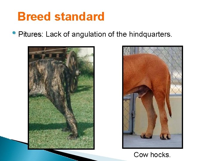 Breed standard • Pitures: Lack of angulation of the hindquarters. Cow hocks. 