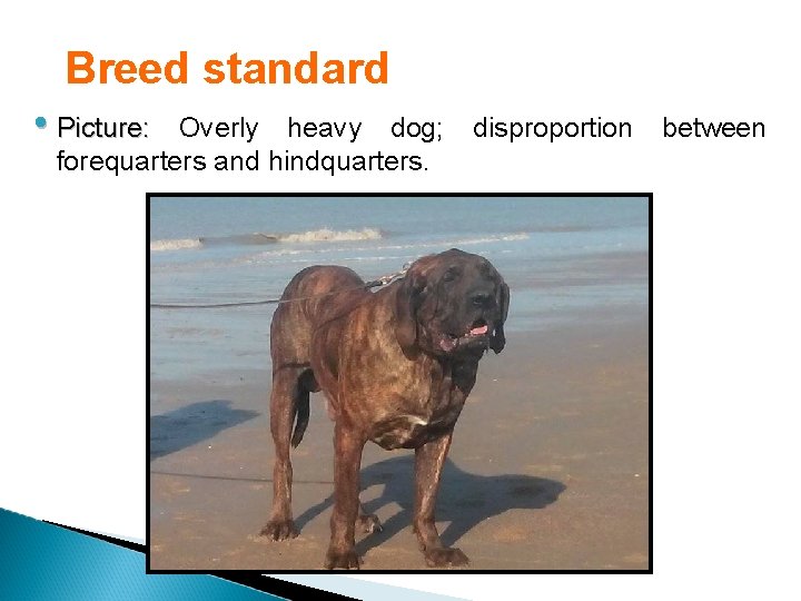 Breed standard • Picture: Overly heavy dog; forequarters and hindquarters. disproportion between 