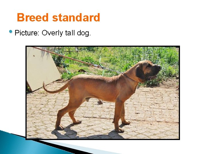 Breed standard • Picture: Overly tall dog. 