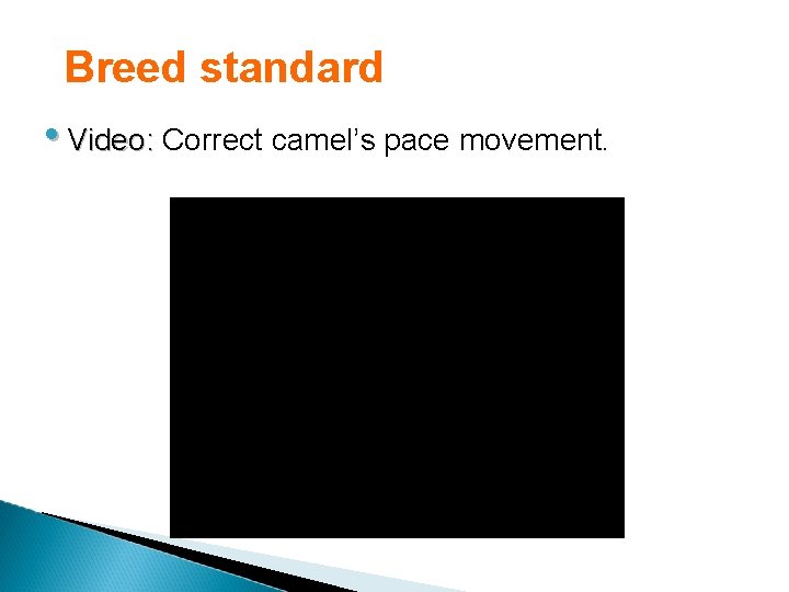 Breed standard • Video: Correct camel’s pace movement. 