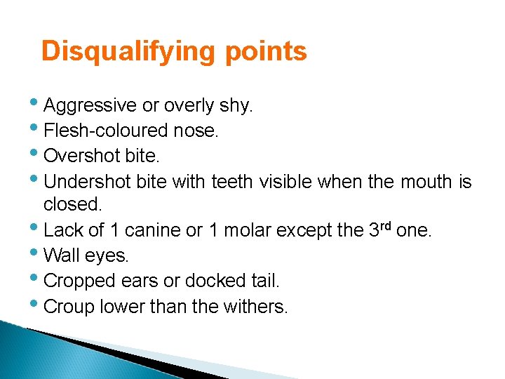 Disqualifying points • Aggressive or overly shy. • Flesh-coloured nose. • Overshot bite. •