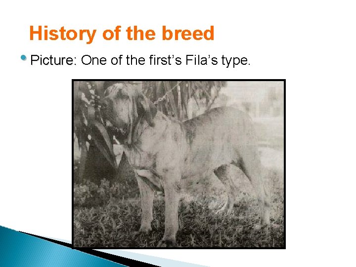 History of the breed • Picture: One of the first’s Fila’s type. 