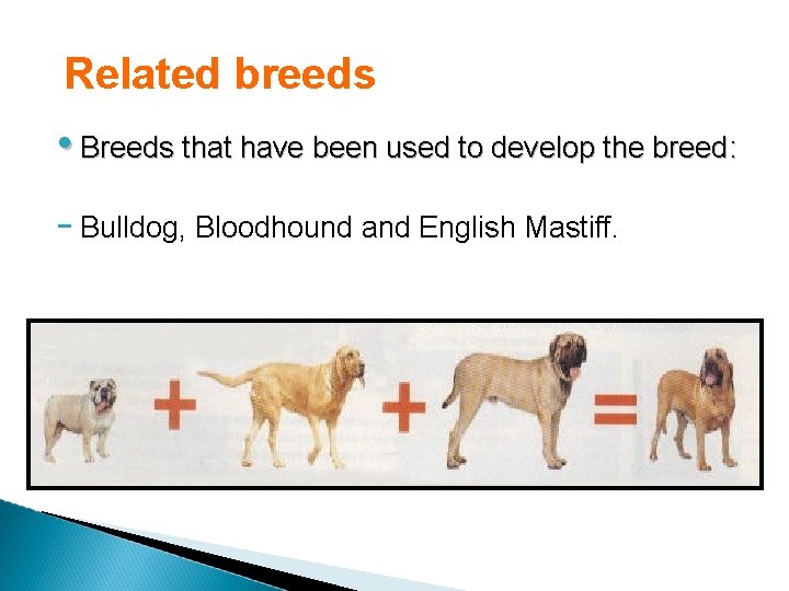 Related breeds • Breeds that have been used to develop the breed: - Bulldog,