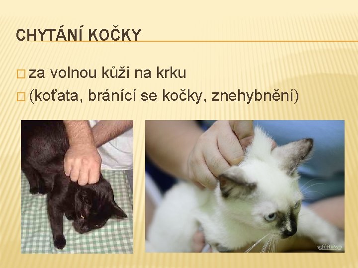 CHYTÁNÍ KOČKY � za volnou kůži na krku � (koťata, bránící se kočky, znehybnění)