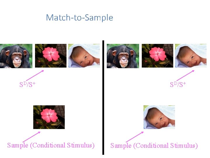 Match-to-Sample SD/S+ Sample (Conditional Stimulus) 