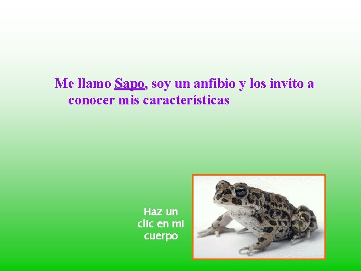 Me llamo Sapo, soy un anfibio y los invito a conocer mis características Haz