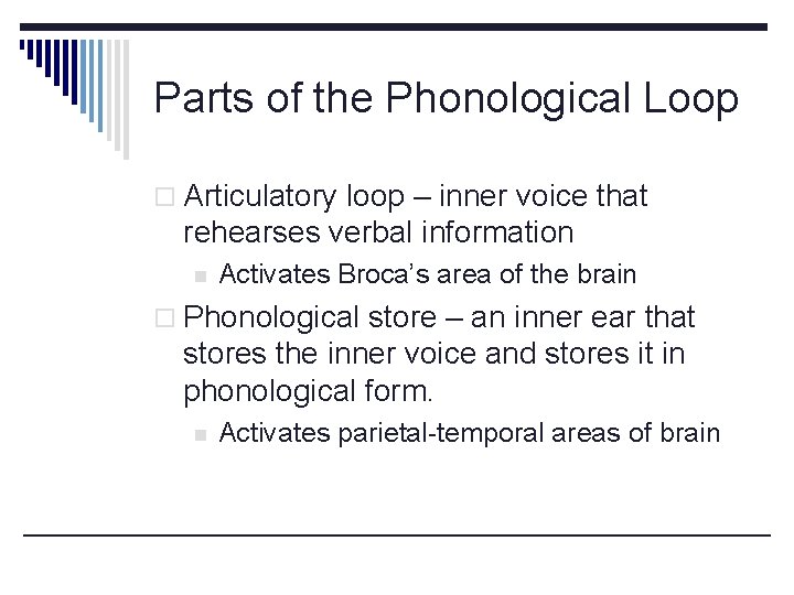 Parts of the Phonological Loop o Articulatory loop – inner voice that rehearses verbal