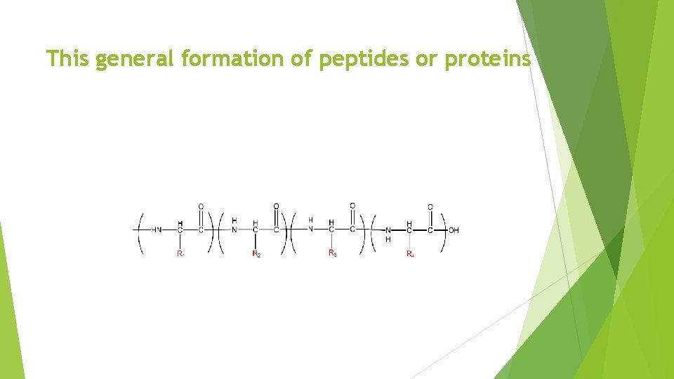 This general formation of peptides or proteins 